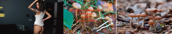 меф Ельня